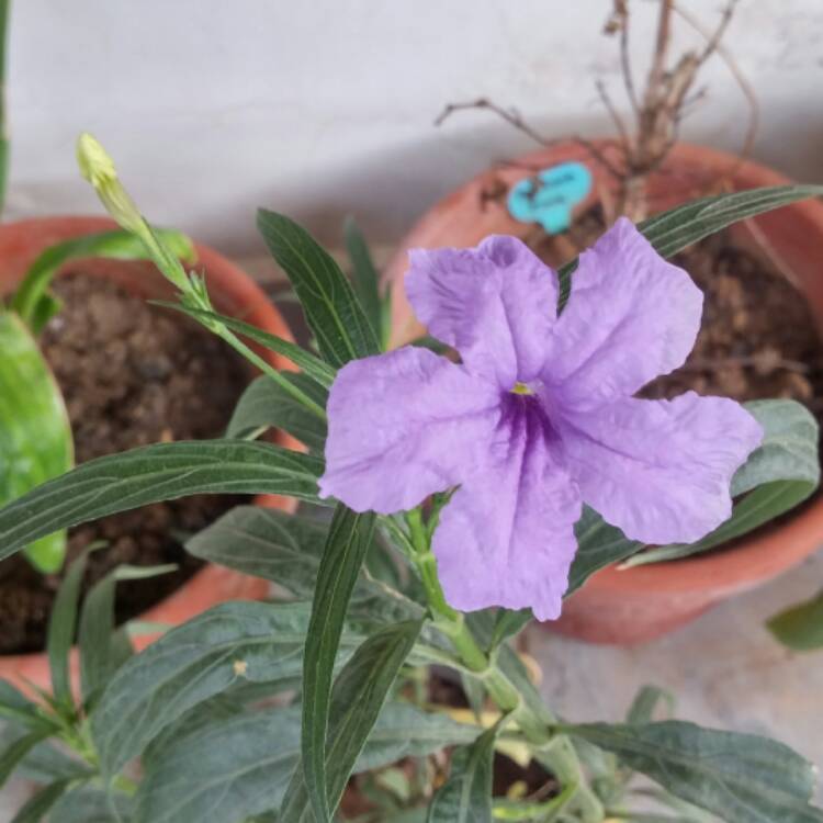 Plant image Ruellia brittoniana 'Purple Showers'