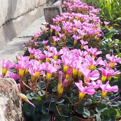 Plant image Oxalis articulata 'Festival'