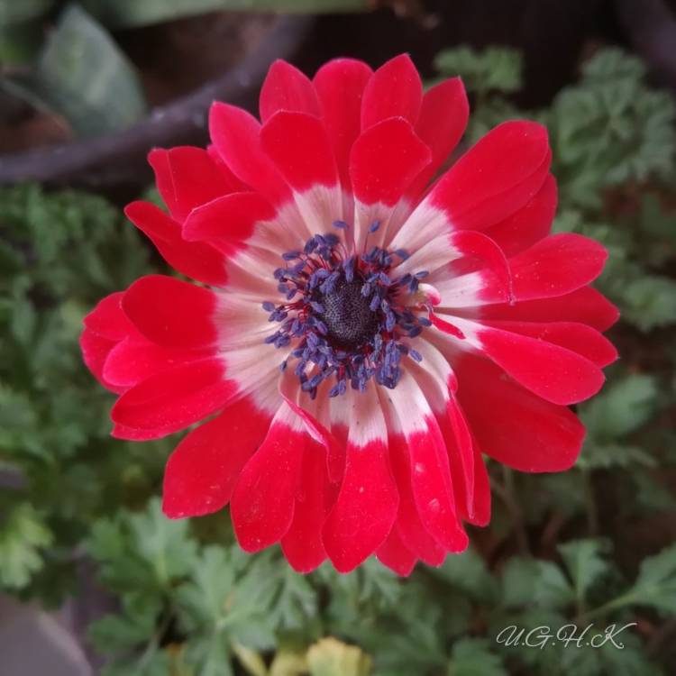 Plant image Anemone coronaria 'Hollandia'