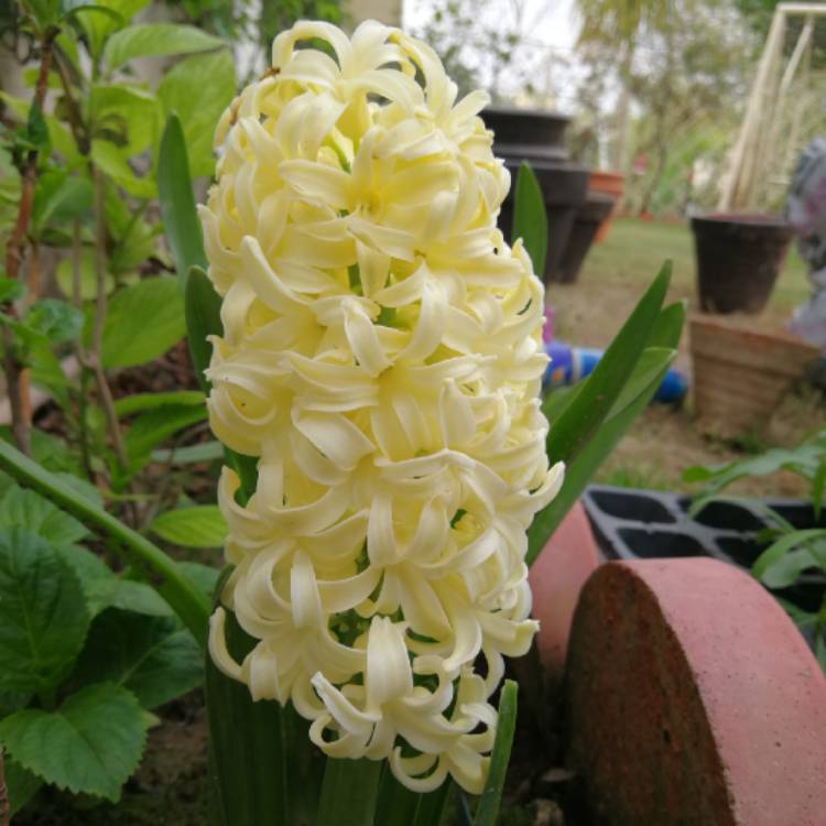 plant image 634507