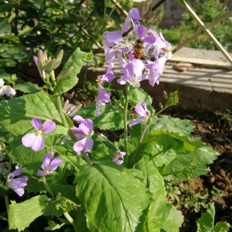 Plant image Orychophragmus violaceus syn. Arabis chanetii