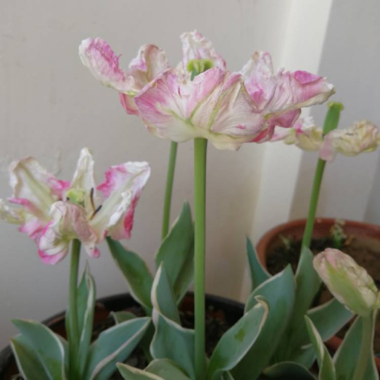 plant image 646105