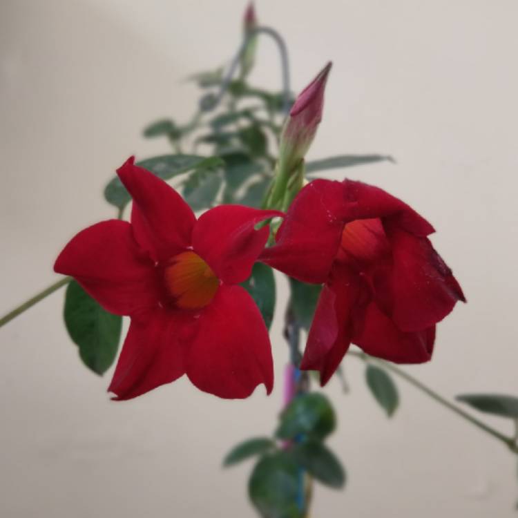 Plant image Mandevilla 'Sunmandecrim' syn. Mandevilla 'Sun Parasol Crimson', Mandevilla 'Sundaville Red'