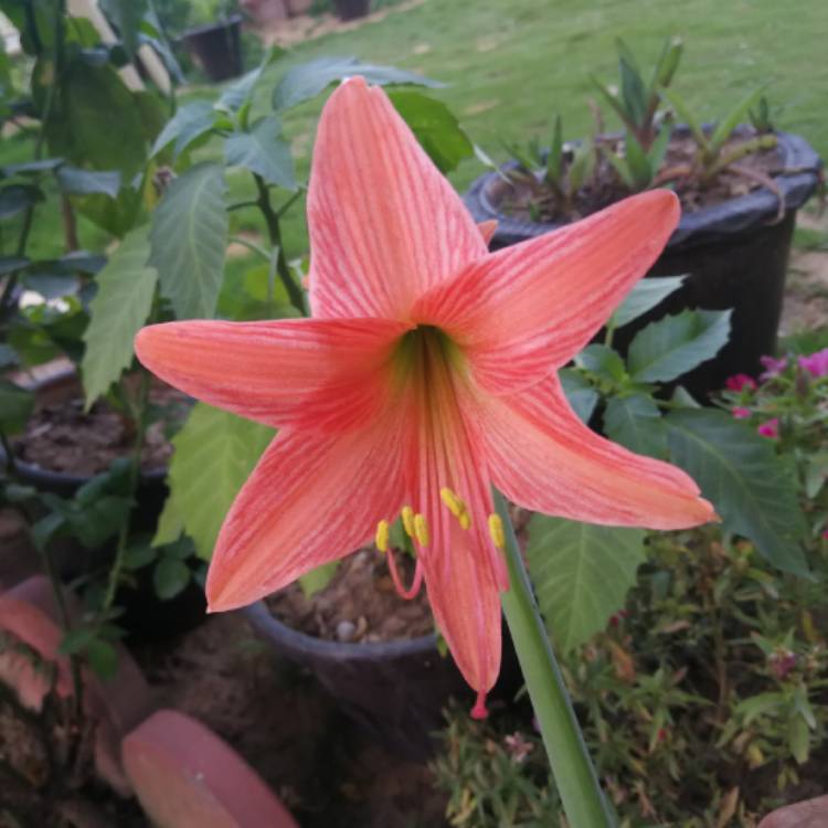 plant image 704362 plant image 704362