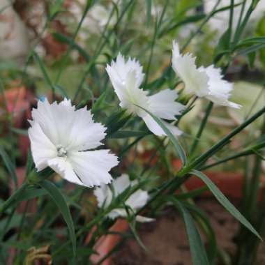 Dianthus deltoides 'Confetti White'