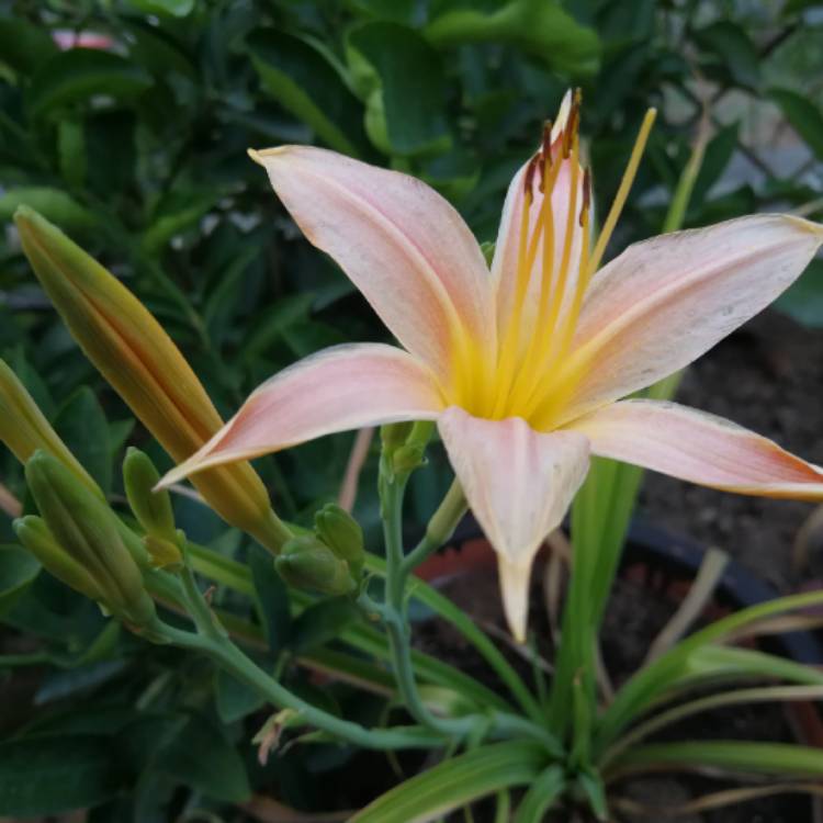 plant image 728476