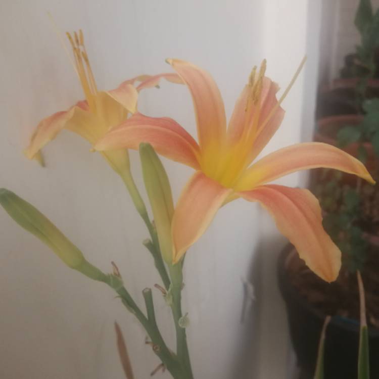 Plant image Hemerocallis 'Pink Damask'