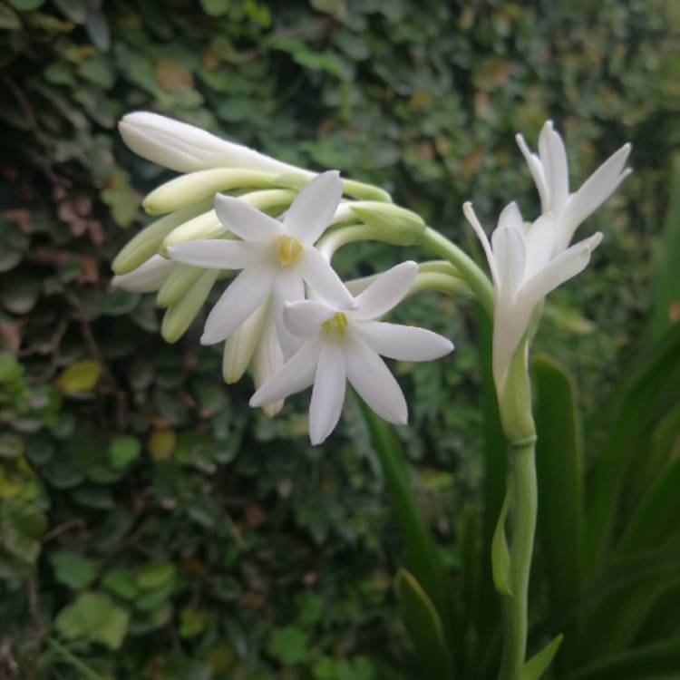 Plant image Polianthes tuberosa