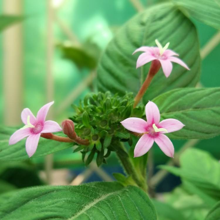 Plant image Pentas lanceolata 'Nova'