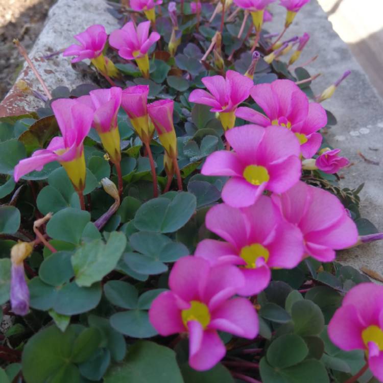 Plant image Oxalis purpurea 'Garnet'