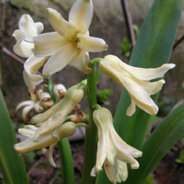 plant image 950668