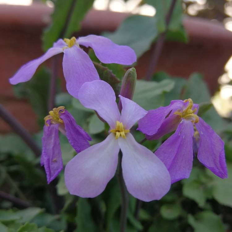 Plant image Orychophragmus violaceus syn. Arabis chanetii