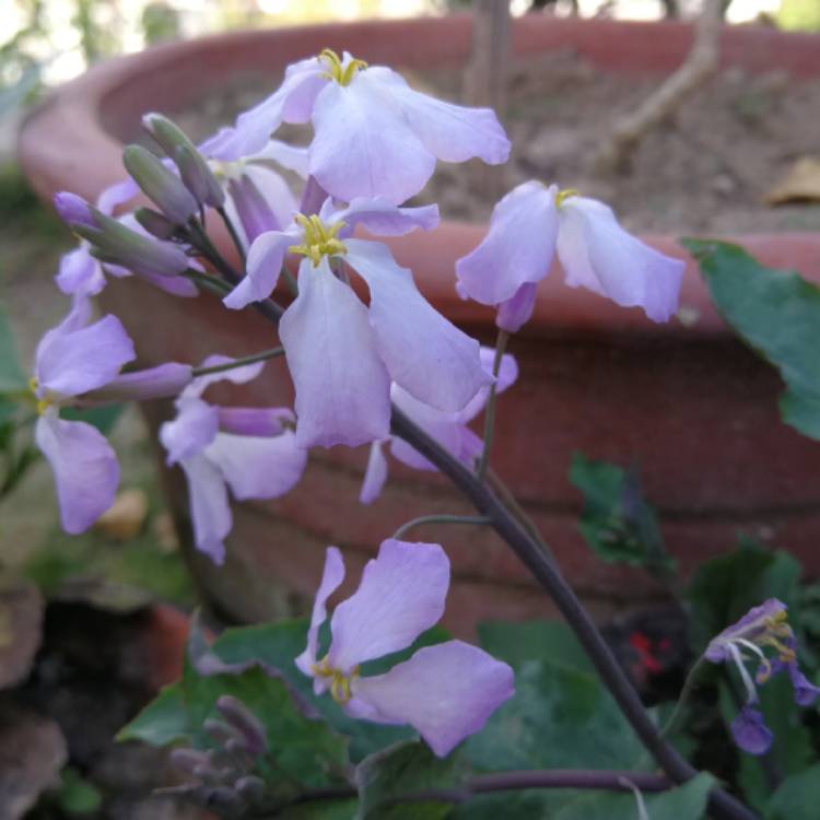 Plant image Orychophragmus violaceus syn. Arabis chanetii