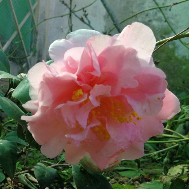Plant image Camellia 'Ack-Scent'