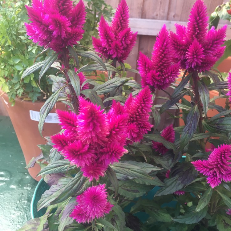 Plant image Celosia argentea plumosa