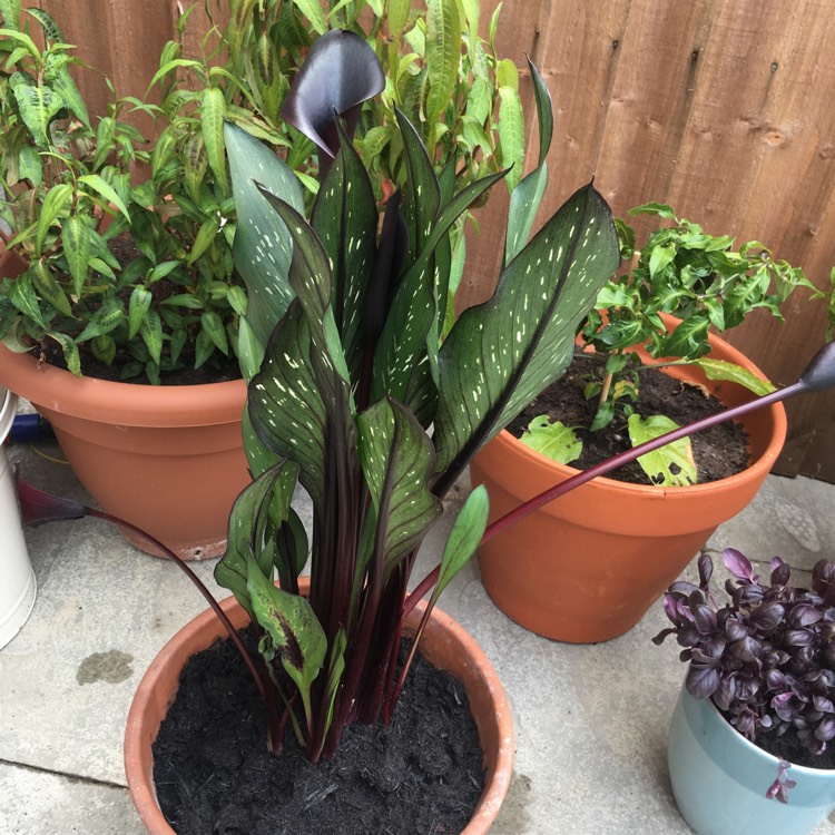 Plant image Zantedeschia 'Black Star'