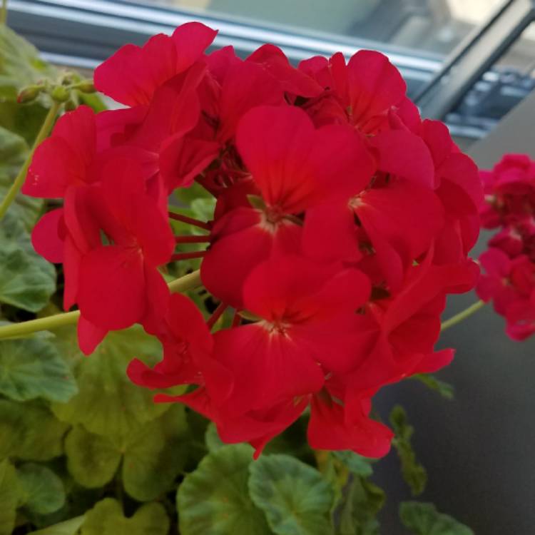 plant image 1009711