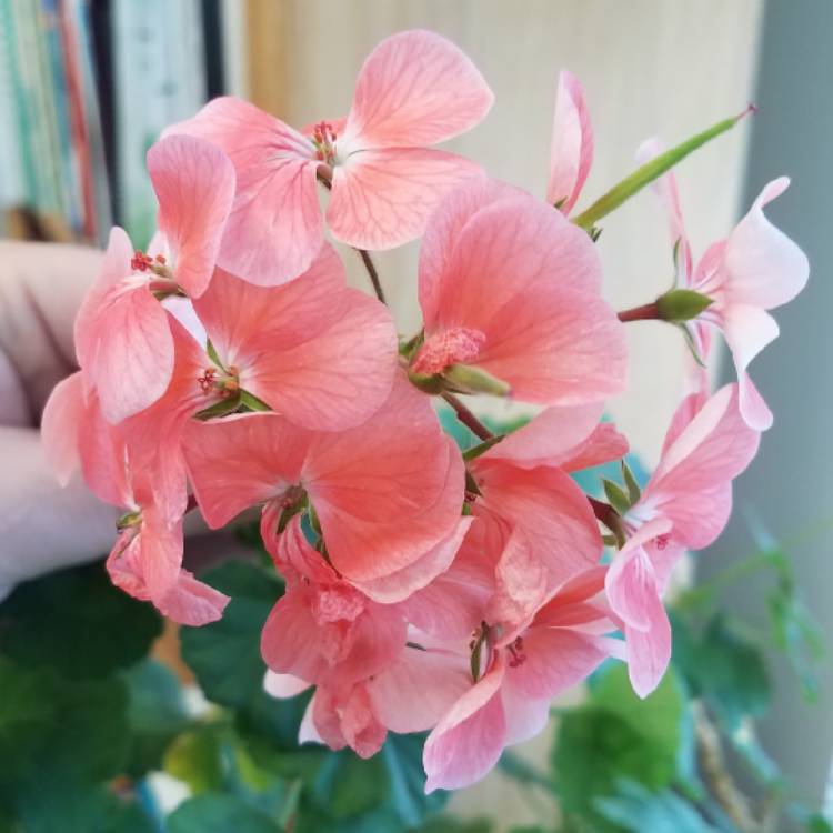 plant image 1009712