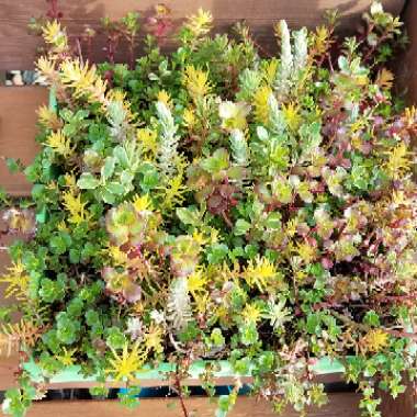 Sedum