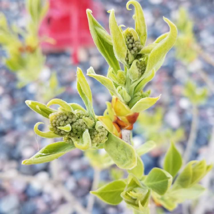 plant image 1020354