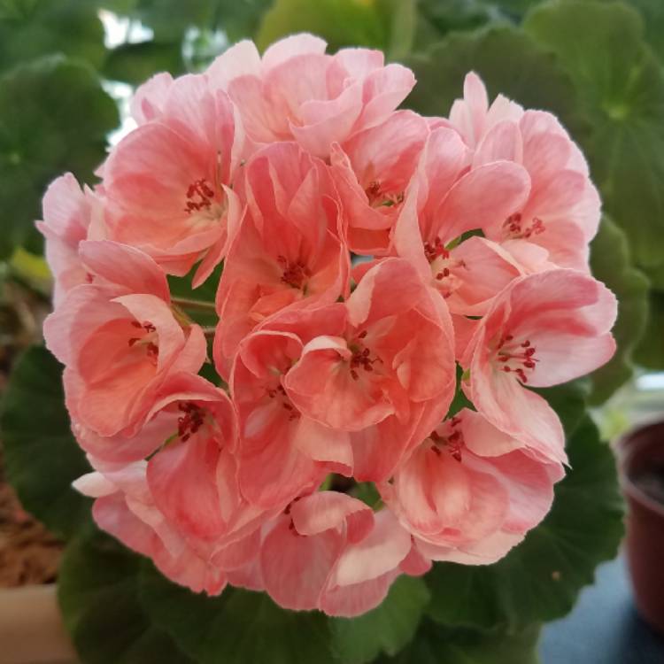 plant image 1065597