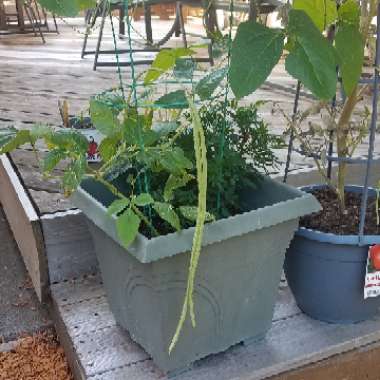 Vigna unguiculata subsp. sesquipedalis