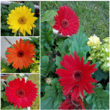 Gerbera