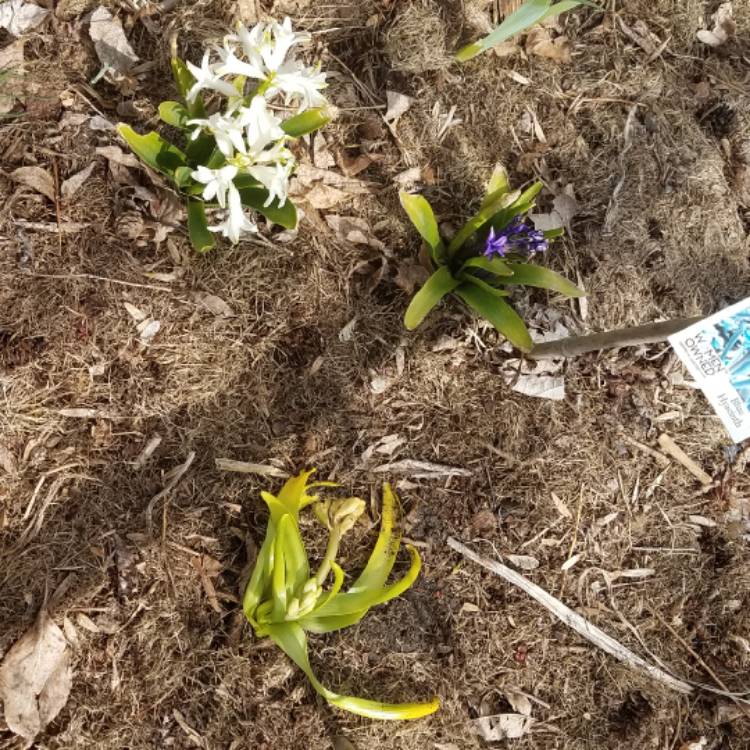 plant image 1287156