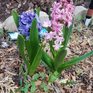 Hyacinthus orientalis