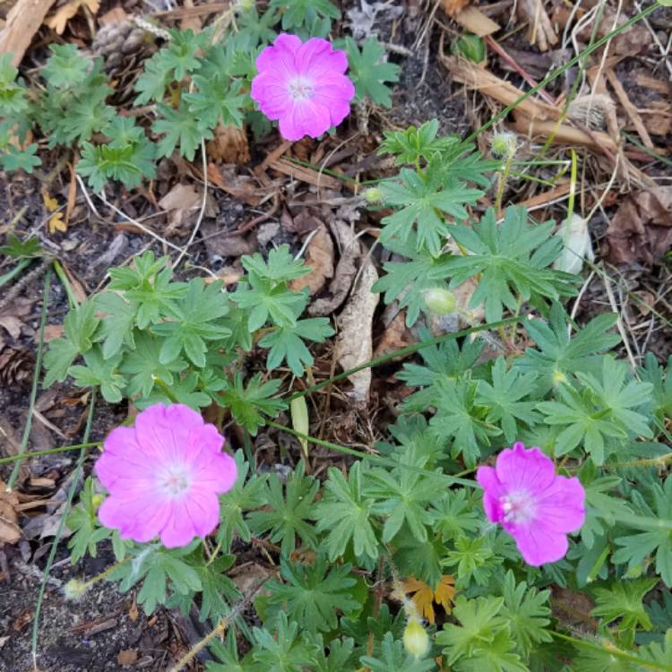 Plant image Erodium reichardii
