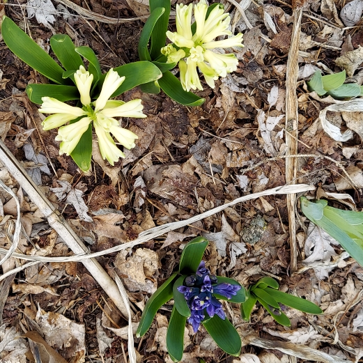 plant image 1465494