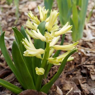 Hyacinthus orientalis