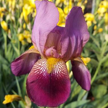 Iris