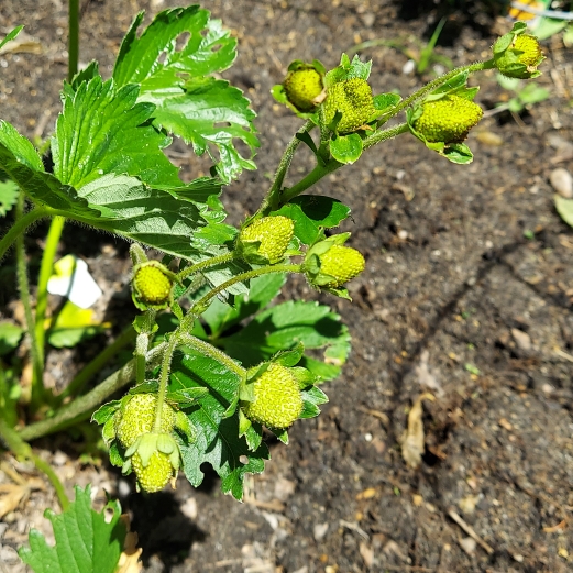 plant image 1492678