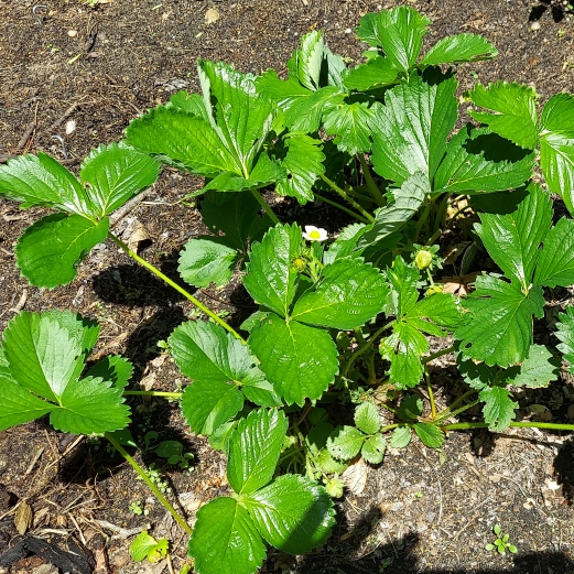 plant image 1492679