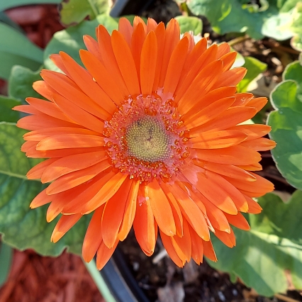 plant image 1502207 plant image 1502207