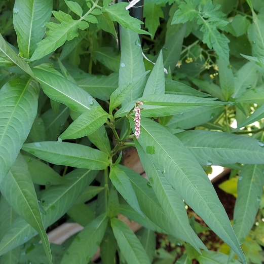 plant image 1512522