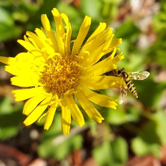 Doronicum orientale
