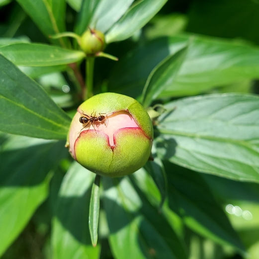 plant image 1599017