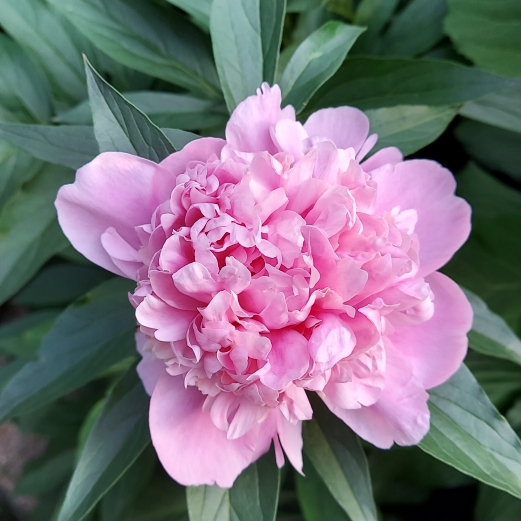 plant image 1600091