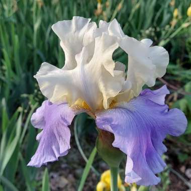 Iris