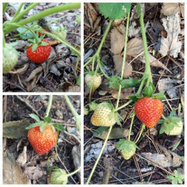 Strawberry