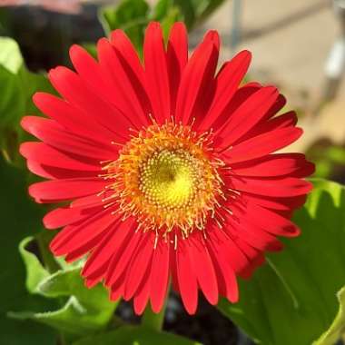 Gerbera Daisy