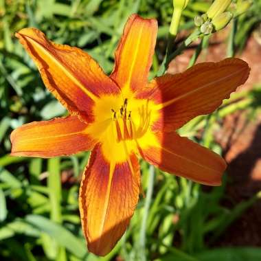 Daylily