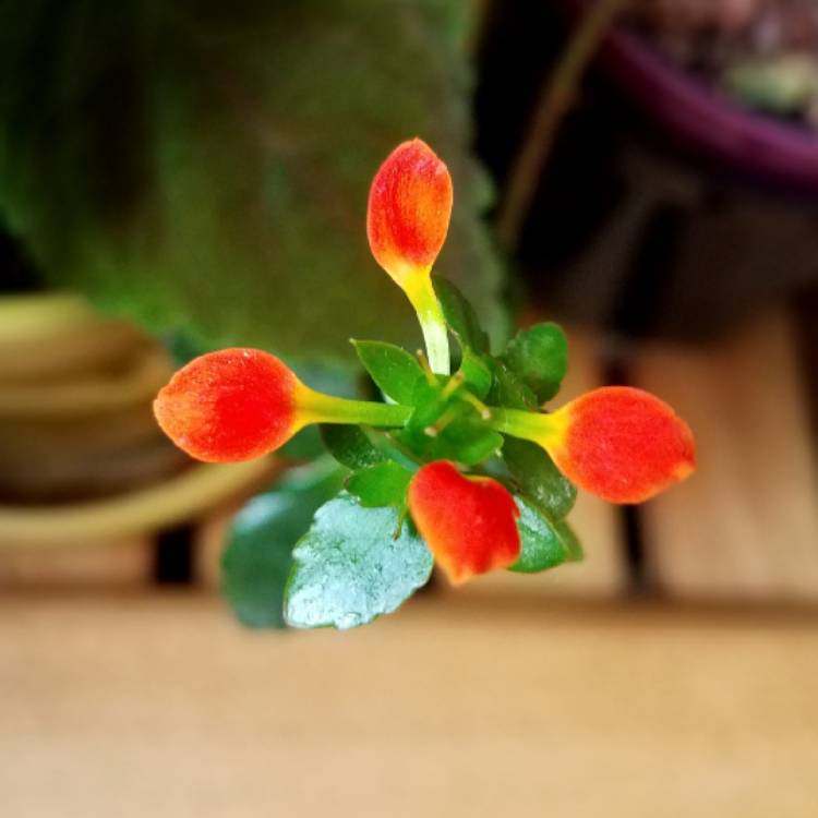 Plant image Kalanchoe Bordeaux