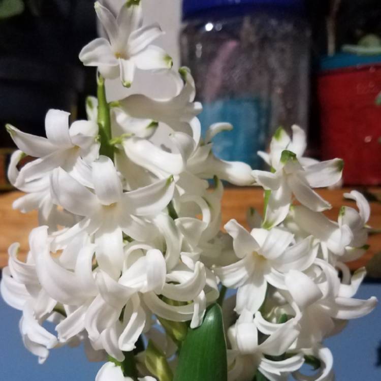 plant image 960294
