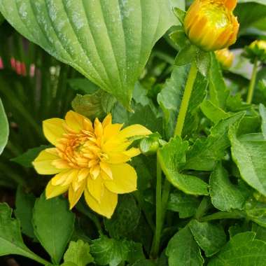 Dahlia 'Golden Sceptre'