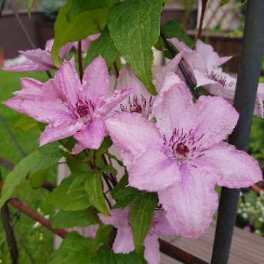 Clematis 'Hagley Hybrid'