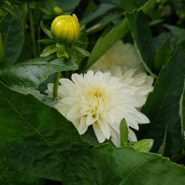 Dahlia 'White Onesta'