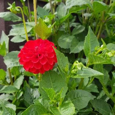 Dahlia 'Grenadier'